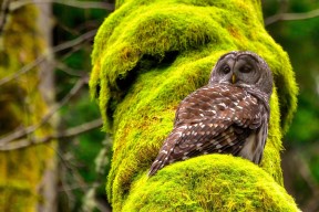 华体会下载-暗夜暴雷，抢七夜的无声轰鸣—贝恩如何成为攻防转换的量子纠缠点
