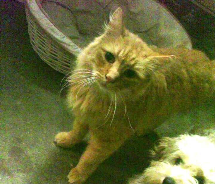 华体会官网-本泽马关键先生发威，皇家社会稳稳拿下牙买加  第1张