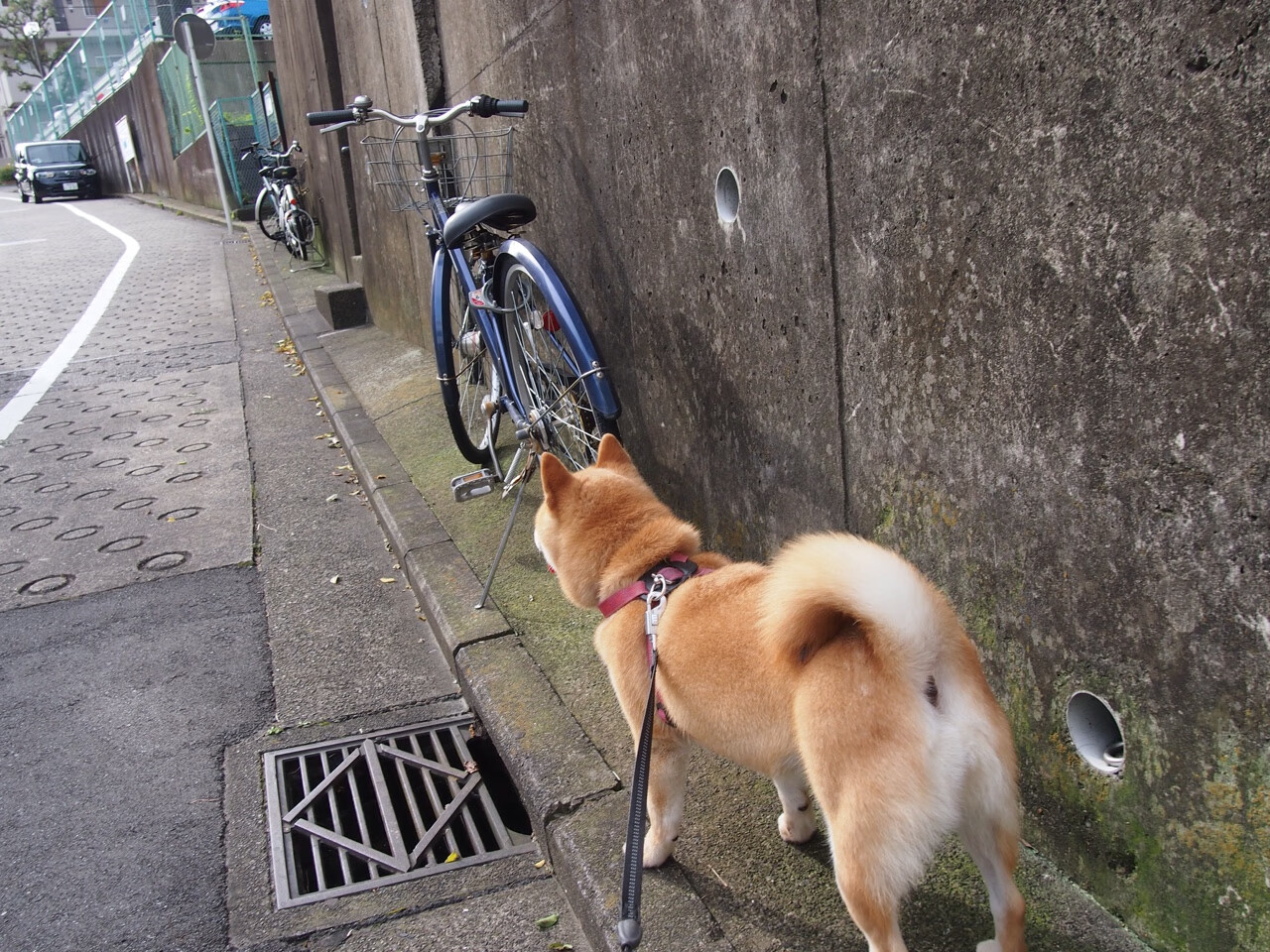 华体会登陆-在麦迪逊的街道上驾驶，当F1的节奏闯入雄鹿的生存狂想  第1张