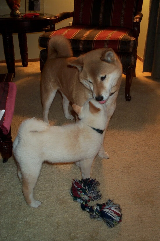 华体会app-速度与统治的交响，F1争冠之夜，英格拉姆在赛场掀起数据风暴  第1张