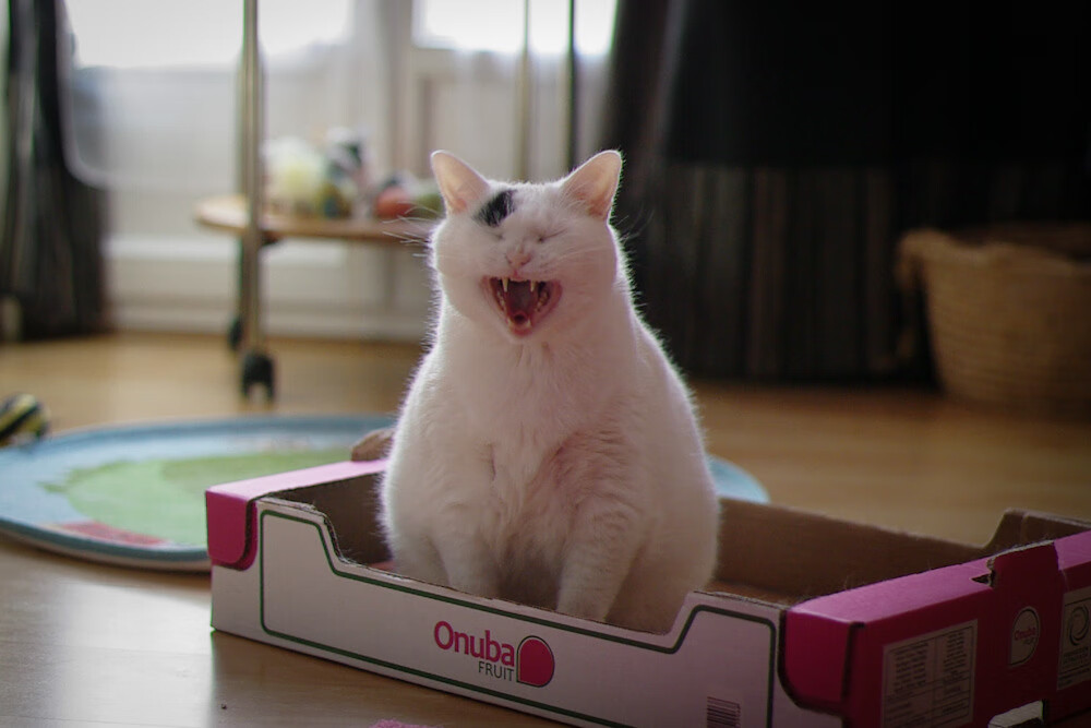 华体会体育-英超天王在NBA季后赛用任意球绝杀？当厄德高接管篮球赛时，曼城球迷在威尔士哭了  第2张